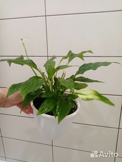 Спатифиллум кустовой цветущий Купидо