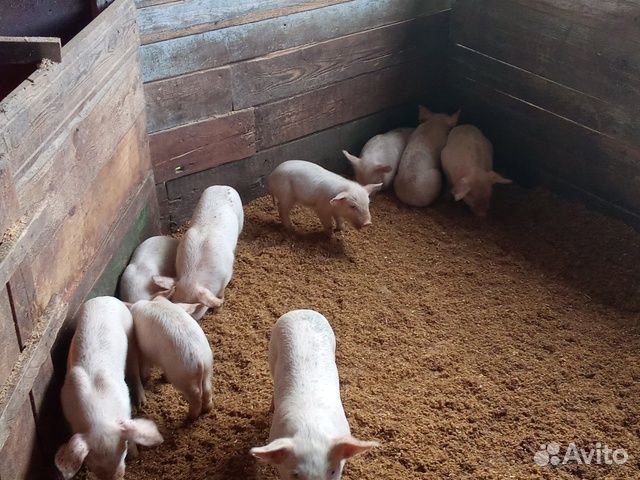 Поросята