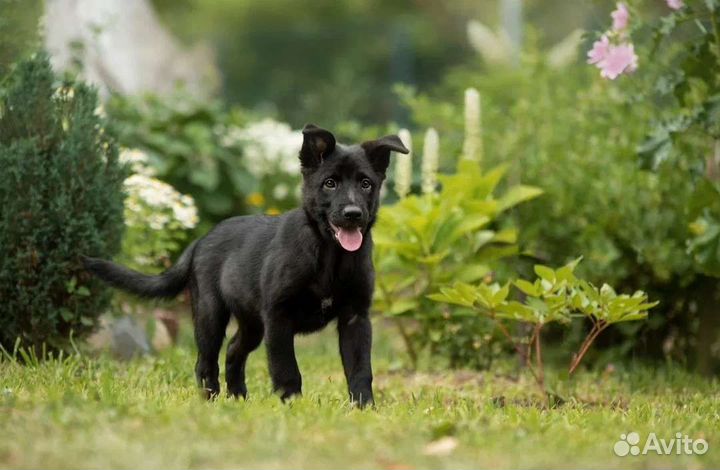 Барби в добрые руки. Щенок