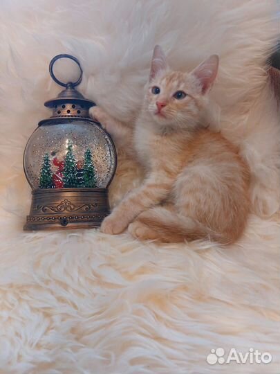 Котик в добрые руки