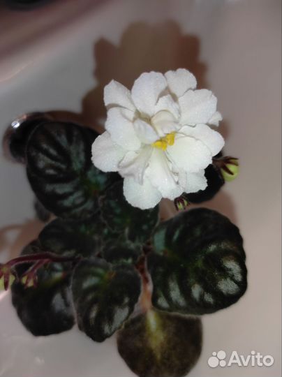 Фиалка ле-банановый десерт