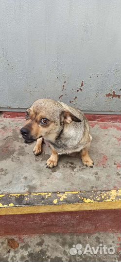 Щенки в добрые руки в дар