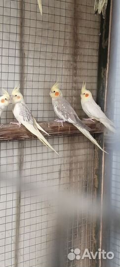 Попугаи корелла