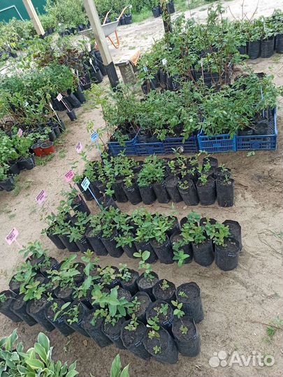 Саженцы канадской и российской жимолости