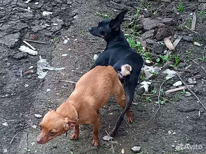 Той-терьер вязка