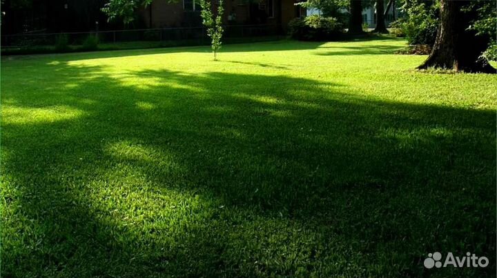 Семена газонной травы