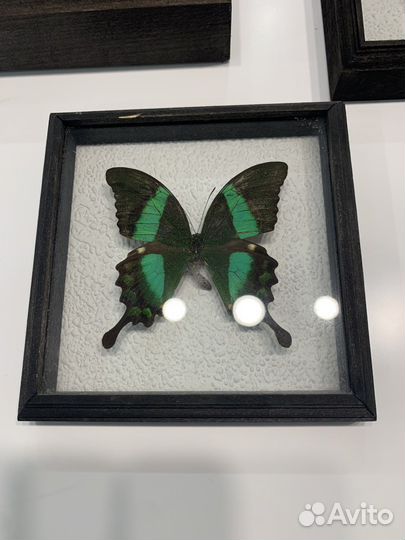 Набор 3 бабочки и жук