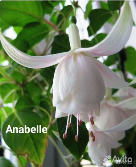 Фуксия сортовая