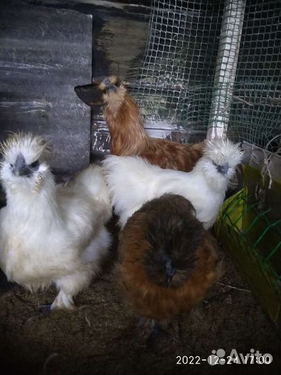 Китайские шолковые