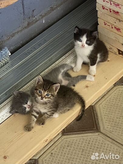 Кошки в добрые руки