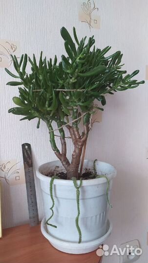 Крассула Хоббит