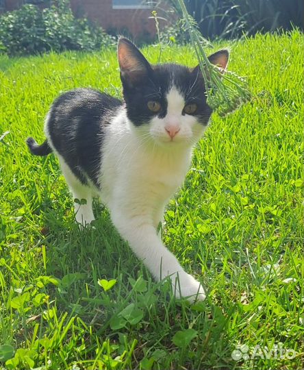 Два милых черно-белых котенка