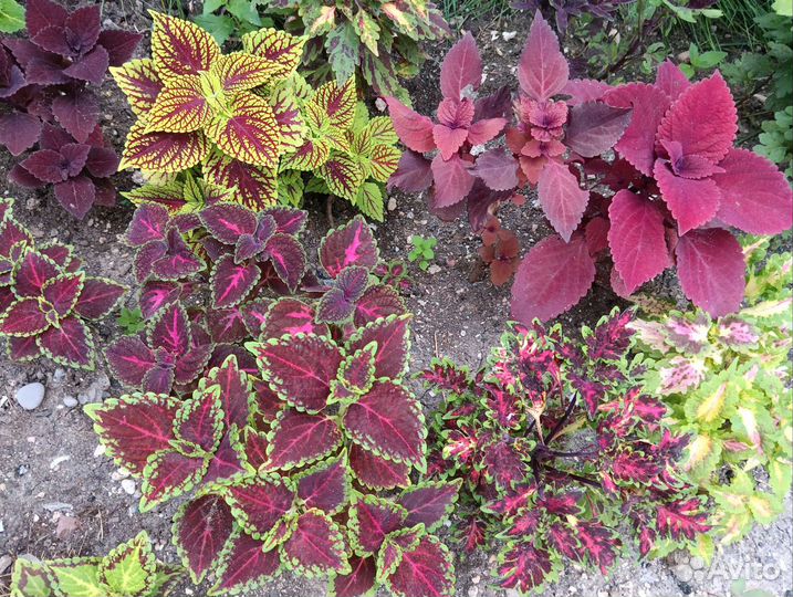 Сортовая мята и колеусы, более 150 сортов