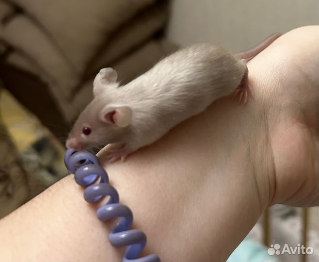 Сатиновые мыши