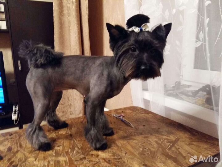 Стрижка собак