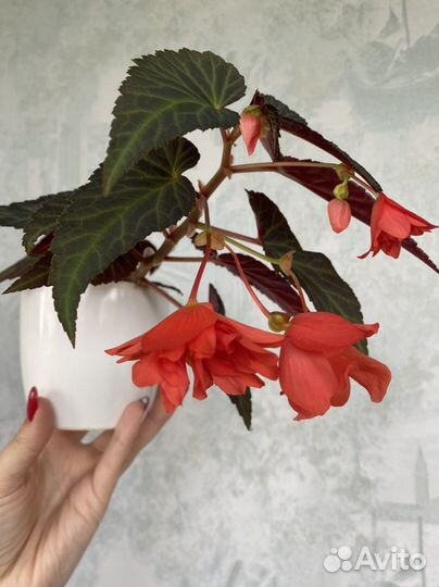 Бегония ампельная