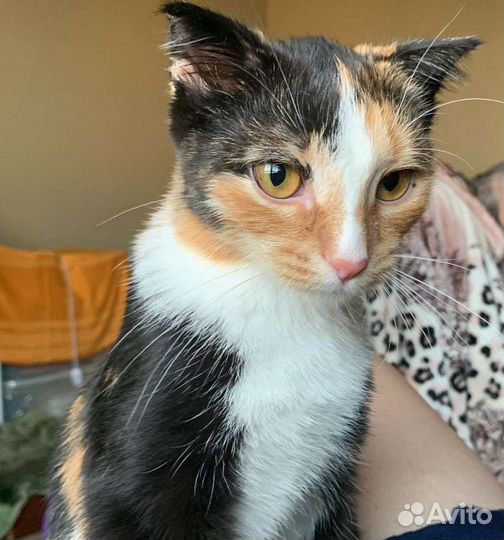 Девочка в добрые руки