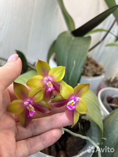 Орхидея фаленопсис Phal. Dragon Tree Eagle DT168