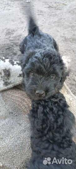 Продаются щенята