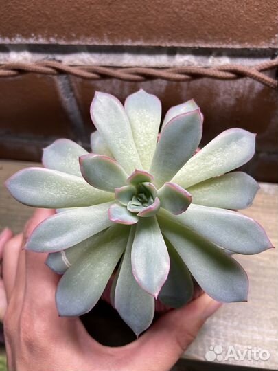 Эхеверия Пулидонис