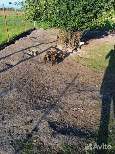 Подсадные утки. Молодняк