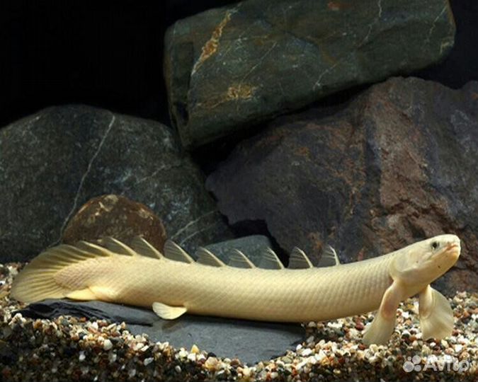 Полиптерус