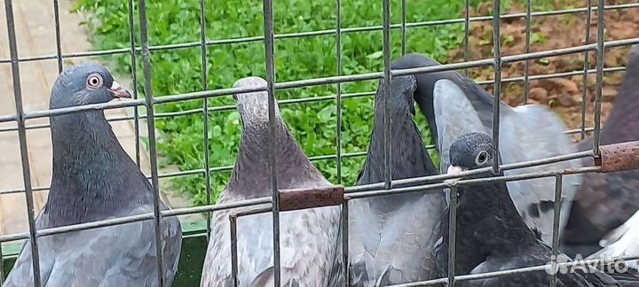 Голуби свердловские