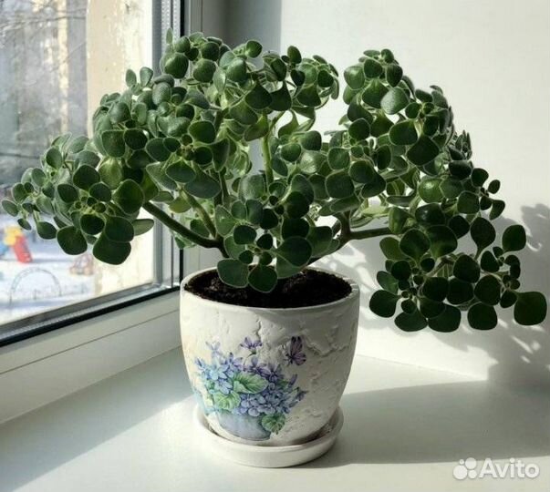 Ахризон Аихризон