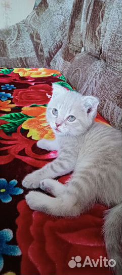 Кошка в дар бесплатно