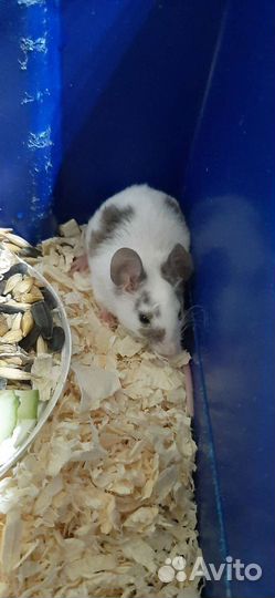 Мышки декоративные