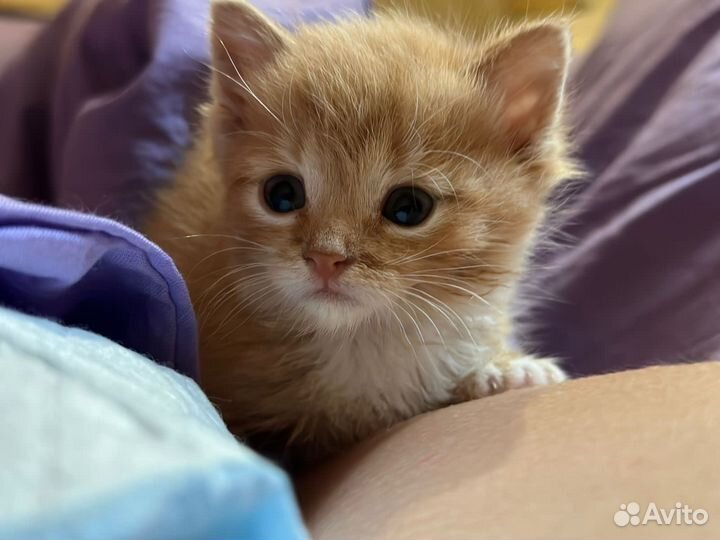 Черные и рыжие котята