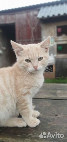 Кошка в дар бесплатно
