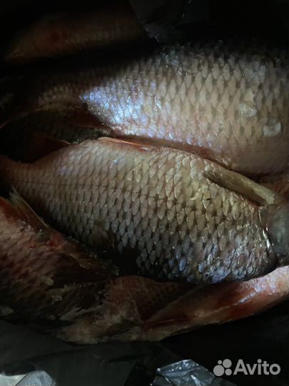 Плотва свежая и с/м