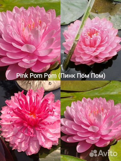 Лилии водяные (Нимфеи)