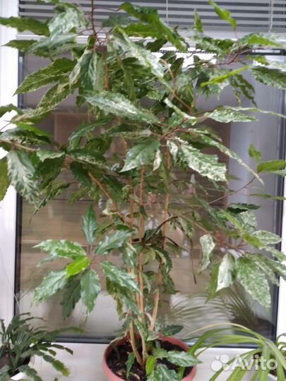 Гибискус китайская роза