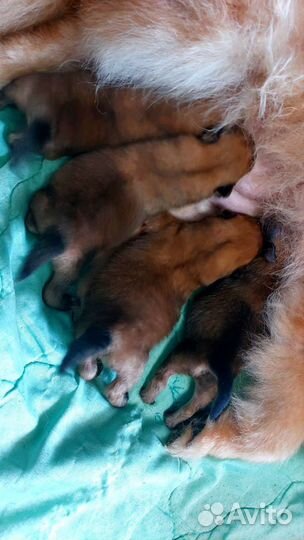 Щенки шпица