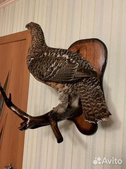 Чучело птицы