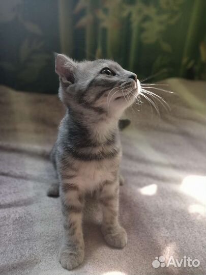 Вислоухий котёнок