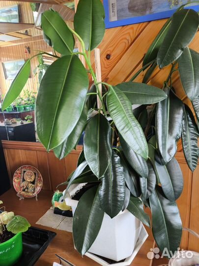 Комнатные цветы