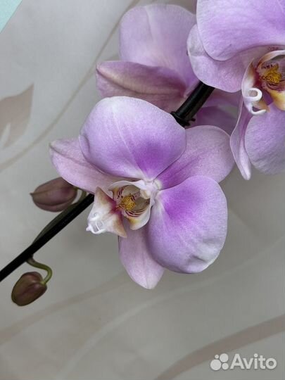 Орхидея фаленопсис