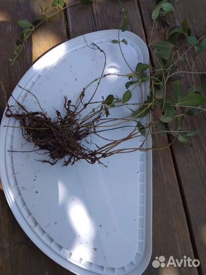 Барвинок синий