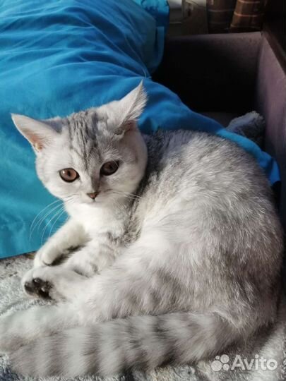 Кошка