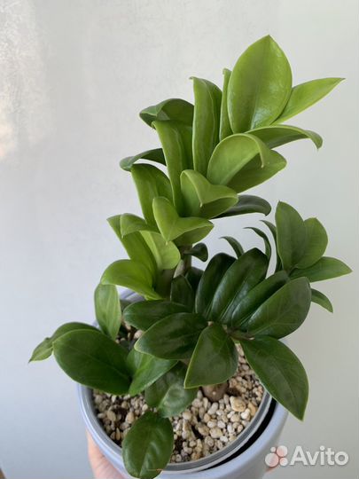 Замиокулькас зензи