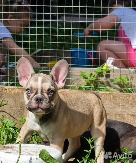 Французский бульдог