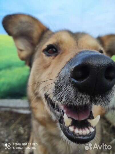 Собака Джек ищет дом и своего человека