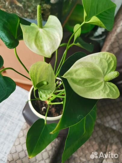 Антуриум намора