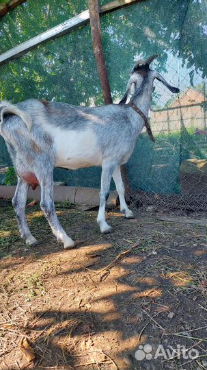 Дойные нубийские козы