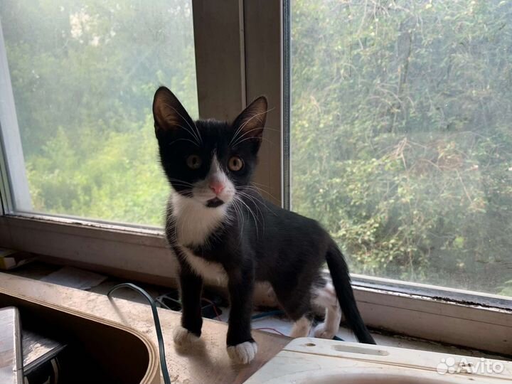 Котенок девочка