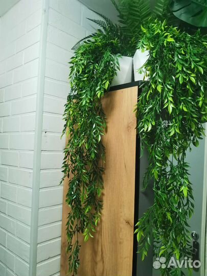 Ампельная зелень, лиана