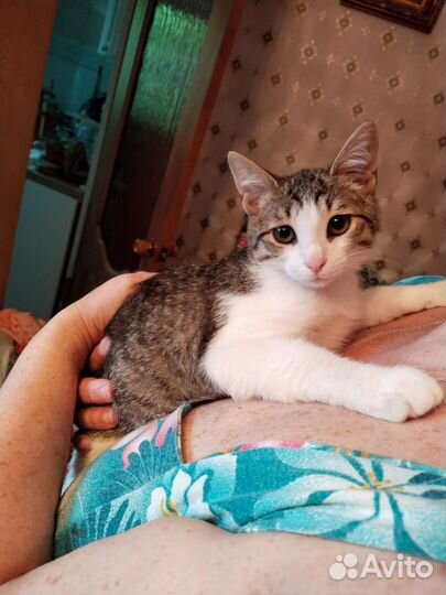 Котенок в добрые руки